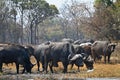 Black cape buffalos standing and walking in shallow waters,