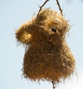 Black-caped social weaver at nest Royalty Free Stock Photo