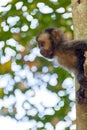 Black Capouchin monkey Royalty Free Stock Photo