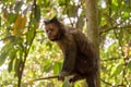 Black Capouchin monkey Royalty Free Stock Photo