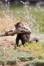 Black-capped Capuchin Royalty Free Stock Photo