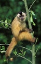BLACK CAPPED CAPUCHIN cebus apella, ADULT HANGING FROM BRANCH Royalty Free Stock Photo