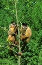 Black Capped Capuchin, cebus apella, Pair hanging from Tree Trunk