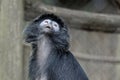 Black-Capped Capuchin Monkey Royalty Free Stock Photo