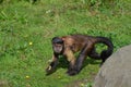 Black Capped Capuchin Monkey Running Through Grass Royalty Free Stock Photo