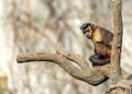 Black-Capped Capuchin Monkey (Sapajus apella) in Colombia Royalty Free Stock Photo