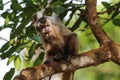 Black-capped capuchin on a tree branch, Lagoa das Araras, Bom Jardim, Mato Grosso, Brazil Royalty Free Stock Photo