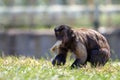 Black-capped capuchin eats bananas. Royalty Free Stock Photo