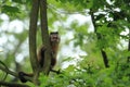 Black-capped capuchin Royalty Free Stock Photo