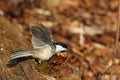 Black-capped Chickadee