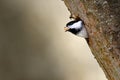 Black-capped Chickadee Poking Out Of Tree Hollow