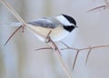 Black-capped chickadee