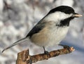 Black-capped Chickadee Royalty Free Stock Photo