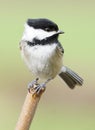 Black-Capped Chickadee Balancing Perched On A Stick On A Windy Day Royalty Free Stock Photo