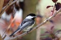 Black-Capped Chickadee Bird