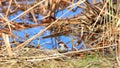 Black capped Chickadee bird