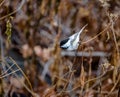 Black-capped Chickadee Bird at Central Park - New York, USA Royalty Free Stock Photo