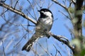 Black Capped Chickadee bird at Exner Nature Preserve in McHenry County, Illinois