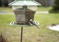 Black Capped Chickadee on Bird Feeder Royalty Free Stock Photo