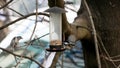 Black-capped Chickadee at bird feeder and tufted titmouse flying Royalty Free Stock Photo