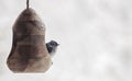 Black capped chickadee in bird feeder in winter snow Royalty Free Stock Photo