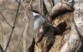 Black-capped chickadee bird flying out of a hole in a tree Royalty Free Stock Photo