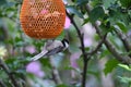 Black-capped Chickadee Bird Hanging on Bird Feeder Upside Down Royalty Free Stock Photo