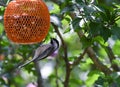 Black-capped Chickadee Bird Hanging Upside Down Royalty Free Stock Photo