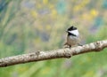 Black capped chickadee bird looking at empty space Royalty Free Stock Photo