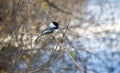 Black capped chickadee bird in winter time Royalty Free Stock Photo