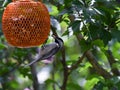 Black-capped Chickadee Bird with Peanut in Beak Hanging Upside Down Royalty Free Stock Photo