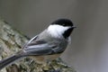 Black-Capped Chickadee Bird Perched on a branch. Royalty Free Stock Photo