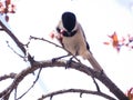 Black Capped Chickadee Bird Perched On A Branch With Spring Flowers Royalty Free Stock Photo