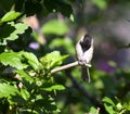 Black-capped Chickadee Bird Perched on Branch with Sunflower Seed Royalty Free Stock Photo