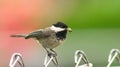 Black-capped Chickadee Bird Perched Fence Taking Food To Young Royalty Free Stock Photo