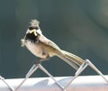 Black-capped Chickadee Bird Perched Fence Worm in Mouth