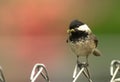 Black-capped Chickadee Bird Perched Fence Worm in Mouth
