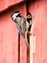 Black-capped Chickadee Bird Perched Over Nest Feeding Young Royalty Free Stock Photo