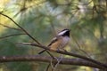 Black-capped chickadee bird perched on a thin tree branch in a park, Quebec, Canada Royalty Free Stock Photo