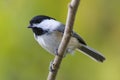 Black-capped chickadee bird perched on a tree