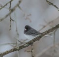Black Capped Chickadee Bird Perched on Tree Branch on Winter Day Royalty Free Stock Photo