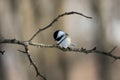 Black Capped Chickadee Bird on Thorny Branch Royalty Free Stock Photo