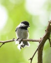 Black capped chickadee bird on the tree branch Royalty Free Stock Photo