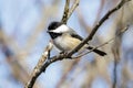 Black-capped chickadee bird Royalty Free Stock Photo