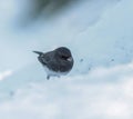 Black Capped Chickadee Walking Through Snow on Winter Day Royalty Free Stock Photo