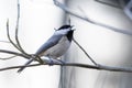 Black-capped chickadee bird (Poecile atricapillus) perched on a branch on blurred white background Royalty Free Stock Photo