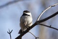 Black capped chickadee with blue sky background.