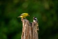 Black Capped Chickadee bothering a Goldfinch Royalty Free Stock Photo
