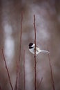 Black-capped Chickadee on a branch Royalty Free Stock Photo