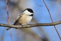 Black-capped chickadee on a branch with an open beak. Poecile atricapillus